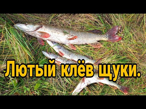 Видео: Лютый клёв щуки, рыбалка на речке Миасс # fishing. Рыбалка на джиг.