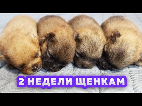 Видео: Щенкам шпица 14 дней - 2 недели. Почему у шпица Оливии больше не будет щенков. Прогулка шпица Бэллы