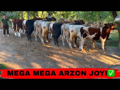 Видео: BUNAQA ARZON BO’LMAGAN EDI😱😱😱8 октября 2025 г.