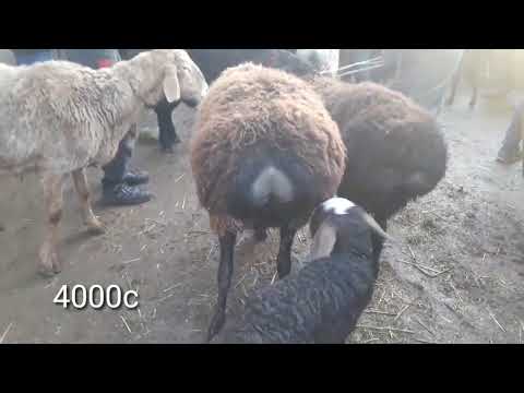 Видео: Молбозори Дангара!!23 ЯНВАРЯ 2022 Г.