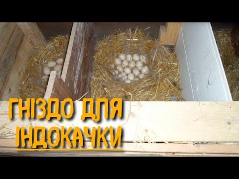 Видео: ГНІЗДО ДЛЯ МУСКУСНОЇ КАЧКИ Рекомендації та поради облаштування