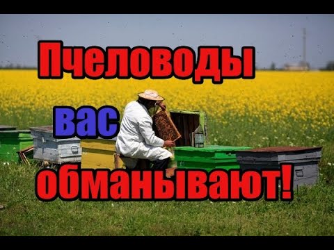 Видео: Пчёлы для души? Или это бизнес? Пчеловоды врут сами себе! Фанаты Кашковского кто они!