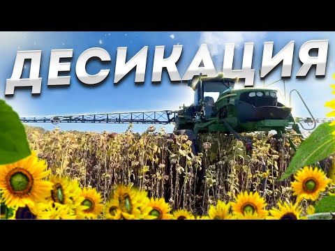 Видео: ДЕСИКАЦИЯ ПОДСОЛНЕЧНИКА