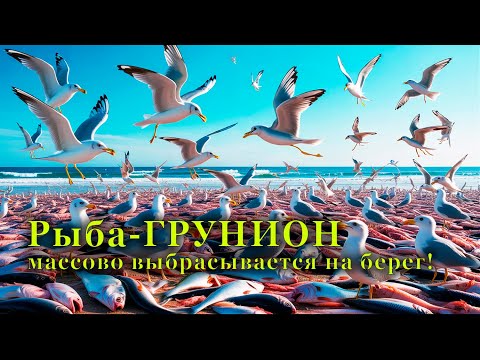 Видео: Рыба-ГРУНИОН  массово выбрасывается на берег!