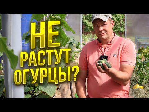 Видео: не растет огурец? Выполните 3 условия и огурцов у вас будет завались