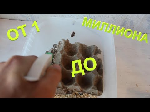 Видео: Ч. 1 Мраморные тараканы / Разведение / Содержание / Размножение
