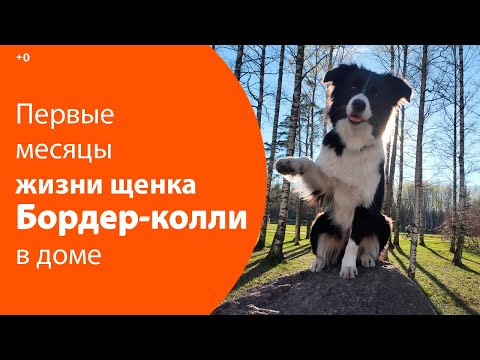 Видео: Первые месяцы жизни щенка Бордер-колли в доме