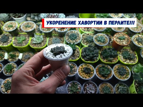Видео: Укоренение хавортии в перлите!!!