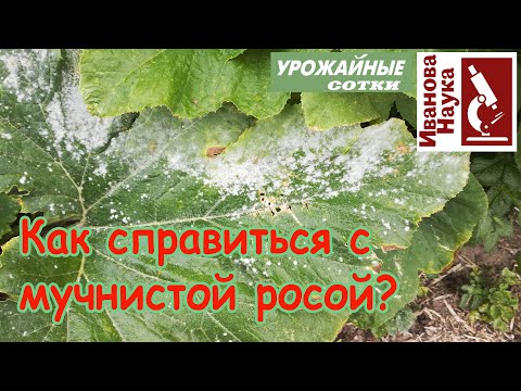 Видео: Простые правила борьбы с мучнистой росой. Выполните их и забудете о ней навсегда!