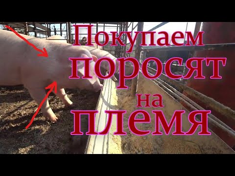 Видео: Покупаем поросят на племя!
