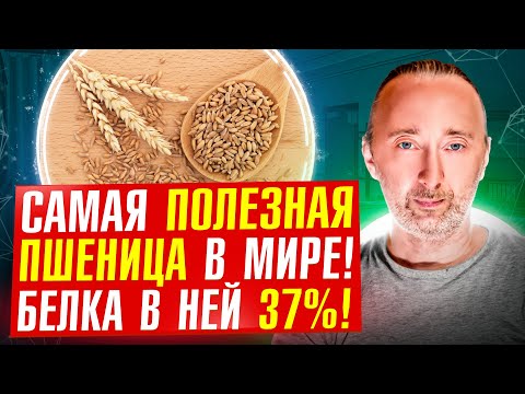 Видео: ЭТА пшеница лечит: без глютена, белка больше чем в мясе, чудо состав! Она древнее египетских пирамид