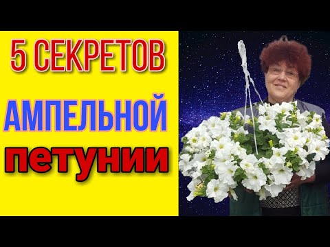 Видео: Что нужно ампельной петунии? 5 важных советов! +Обзор