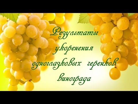 Видео: Результаты укоренения одноглазковых черенков винограда