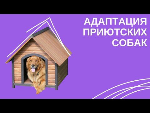 Видео: Как Nosework помогает собакам из приюта адаптироваться к домашней жизни