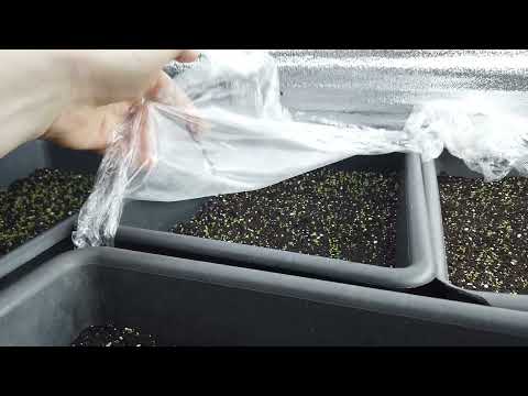 Видео: Из ХИЛЕНЬКИХ сеянцев делаю МОЩНЫЕ Кусты Петунии.