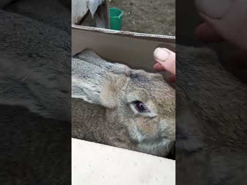 Видео: Крольчата июня на весах.Рождённые в жару и два месяца в ней.