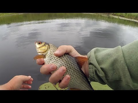 Видео: Силикон, а может - муха?? Мормышинг на малой реке в июле