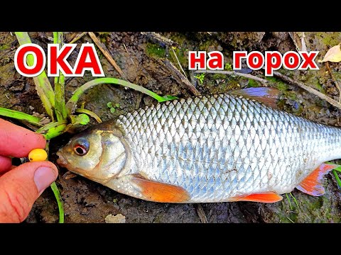 Видео: ПОШЁЛ ЛОВИТЬ НА САЛО, А РЫБА ХОТЕЛА ГОРОХ. ЖИРНАЯ ПЛОТВА И СИЛЬНЫЙ ГОЛАВЛЬ. Рыбалка на ДОНКУ.