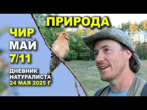 Видео: Природа Чира. 24 мая 2025 г.