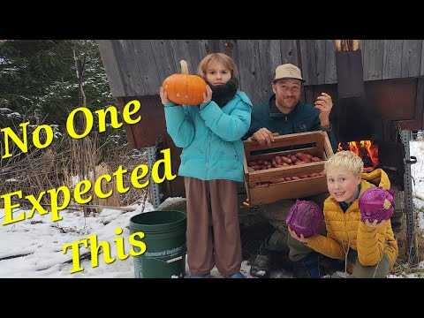 Видео: Хаос осеннего урожая: мыши, мороз и нападение лошадей?!