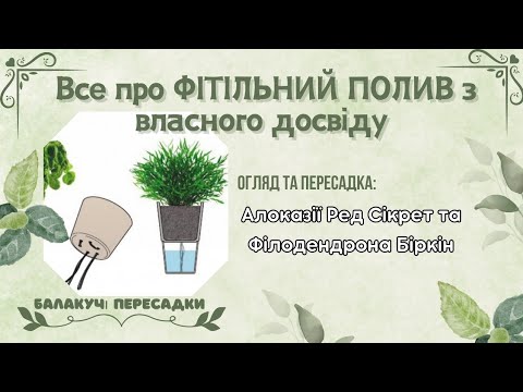 Видео: Фітільний гнітовий полив, Алоказія Ред Сікрет Філодендрон Біркін огляд, пересадка.