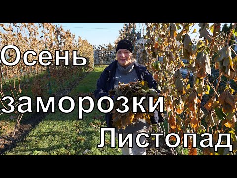 Видео: Подготовка винограда к обрезке . Октябрь.