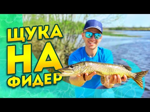 Видео: Щука на фидер 🎣 Активный клев 🐟 Фидерная рыбалка
