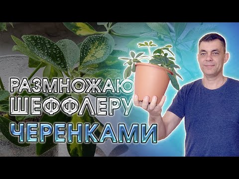 Видео: ШЕФФЛЕРА: СЕКРЕТЫ ПОСАДКИ УКОРЕНЕННЫХ ЧЕРЕНКОВ В ЕМКОСТЬ, РАЗМНОЖЕНИЕ ЧЕРЕНКАМИ, УХОД И ВЫРАЩИВАНИЕ