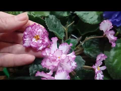 Видео: мои цветущие фиалки ноябрь 2023.