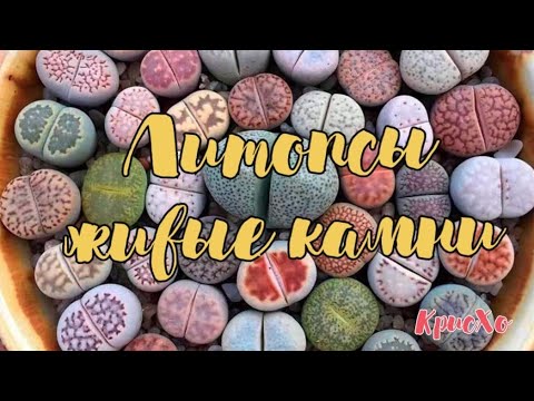 Видео: Жизнь литопсов из семян. Часть 2