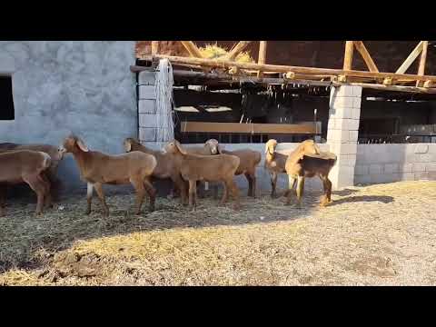 Видео: Ургачы сындуу сулуу арашан козулар сатылат 0703822566
