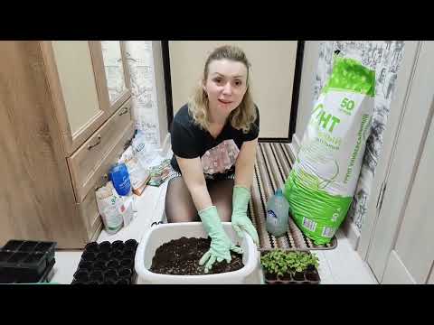 Видео: Как правильно и вовремя пикировать капусту