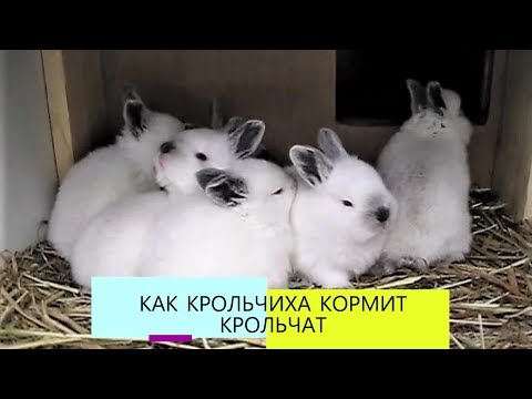 Видео: КРОЛЬЧАТА 10 дней. КАК кормит КРОЛЬЧИХА