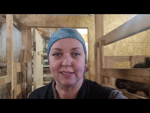 Видео: Козлы на мясо, кастрируем, домашний простой способ.