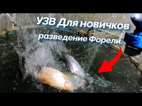 Видео: УЗВ Для новичков,разведение Форели.