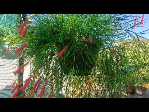 Видео: Обзор цветущих растений.#русселия #гардения #иксора #мурайя..