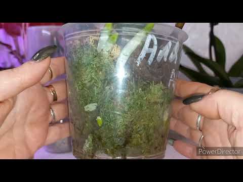 Видео: ДОБАВЬ 2 КАПЛИ ОРХИДЕИ 🔥КОРНИ РВУТ ГОРШКИ⚡ЛЕЧЕНИЕ и ПРОФИЛАКТИКА ОРХИДЕИ