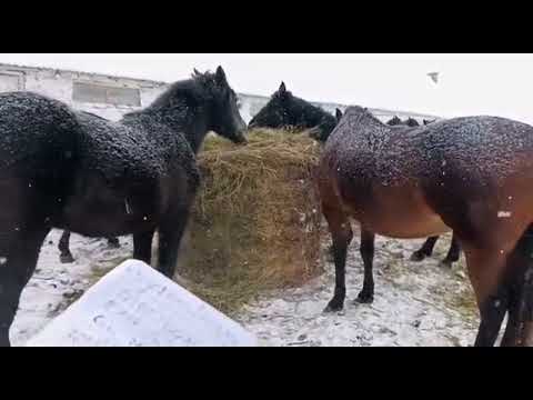 Видео: Содержания лошадей. подчеты расходов на содержания