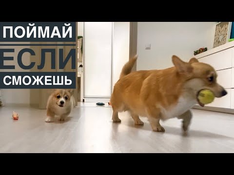 Видео: ЩЕНОК ТРЕБУЕТ ИГРАТЬ С НИМ! Таффи привыкает к новому режиму