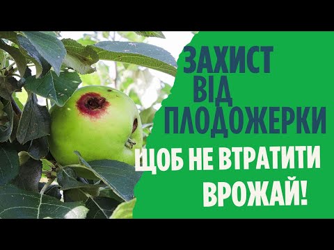 Видео: Яблунева плодожерка найнебезпечніший шкідник врожаю