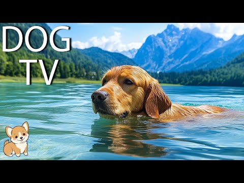 Видео: DOG TV: Лучшее решение для собак, которые остаются одни дома, чтобы справиться с тревогой - Видео