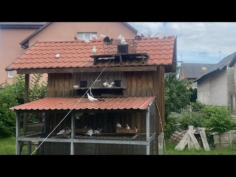 Видео: Випускаю голубів в голубʼяра