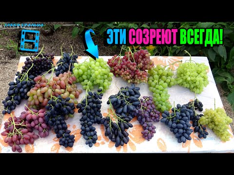Видео: ТОП 20 РАННИХ СОРТОВ ВИНОГРАДА НА НАШЕМ ВИНОГРАДНИКЕ. СЕВЕРНЫЙ ВИНОГРАДНИК 25-03