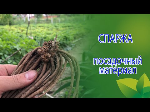 Видео: Поговорим о посадочном материале, годовалые корни голландских гибридов. F1