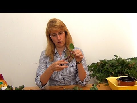 Видео: Размножение крассулы