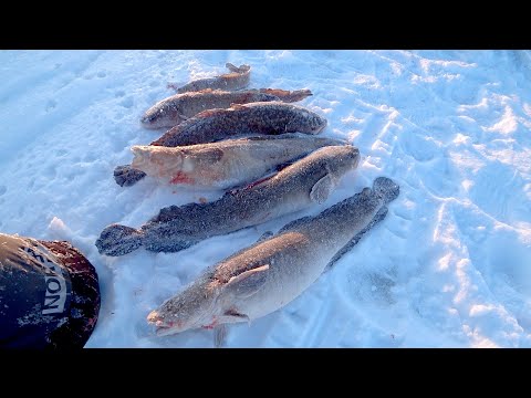 Видео: РЫБАЛКА НА СЕВЕРНОГО НАЛИМА И ЕЁ ОСОБЕННОСТИ. Жерлица северян для налима.