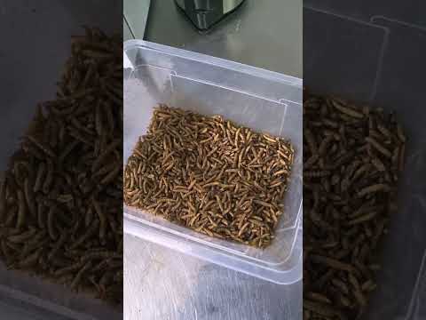 Видео: Черная львинка. часть 2 приготовление и сушка черной львинки