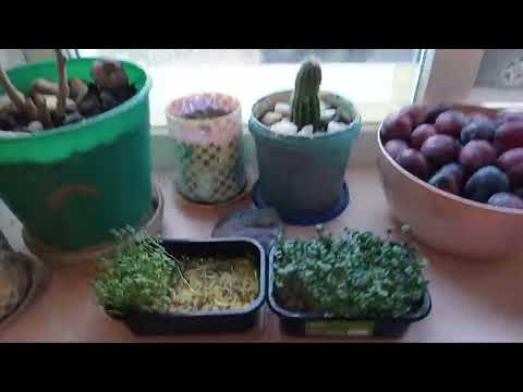 Видео: Обзор  на микрозелень🌳🍅 ,из Магнита 