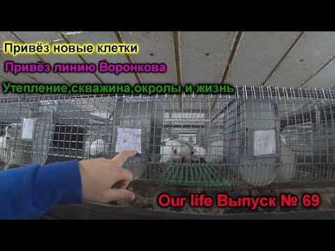 Видео: Закрыл от ветра.Привёз новые клетки. Новые линии Паннонов.Our life Выпуск № 69.