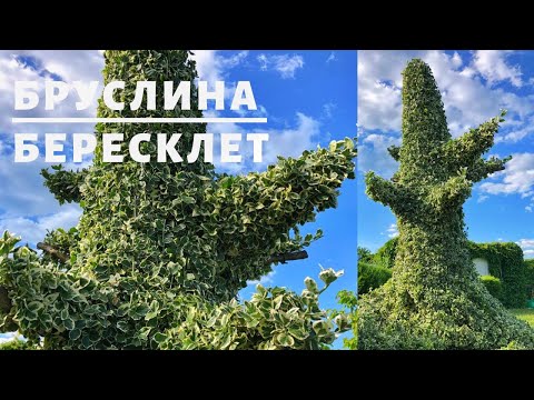 Видео: БЕРЕСКЛЕТ / БРУСЛИНА | ТОПІАРНИЙ САД